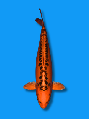 Mizuho Ogon | Koi&Co.